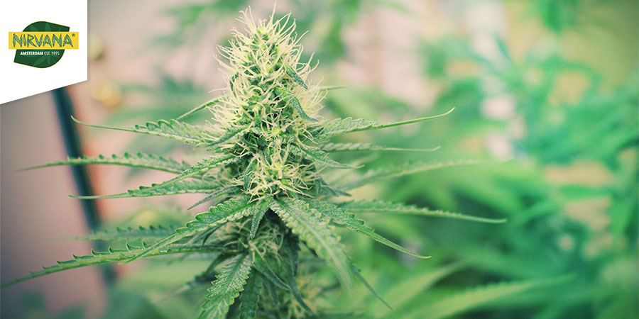 Master Kush (Nirvana)